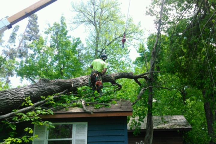 Axe Tree Service/ Axe Sustainable Woodcraft in Conrath, WI (3)