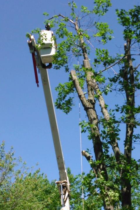 Axe Tree Service/ Axe Sustainable Woodcraft in Conrath, WI (4)