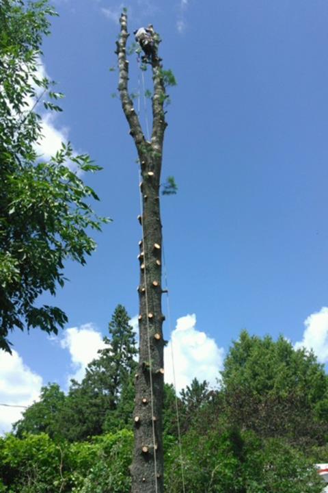 Axe Tree Service/ Axe Sustainable Woodcraft in Conrath, WI (6)