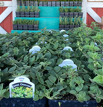 Woodbine Farm Market in Strasburg, VA (2)