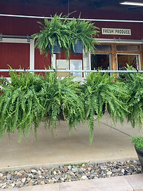Woodbine Farm Market in Strasburg, VA (3)