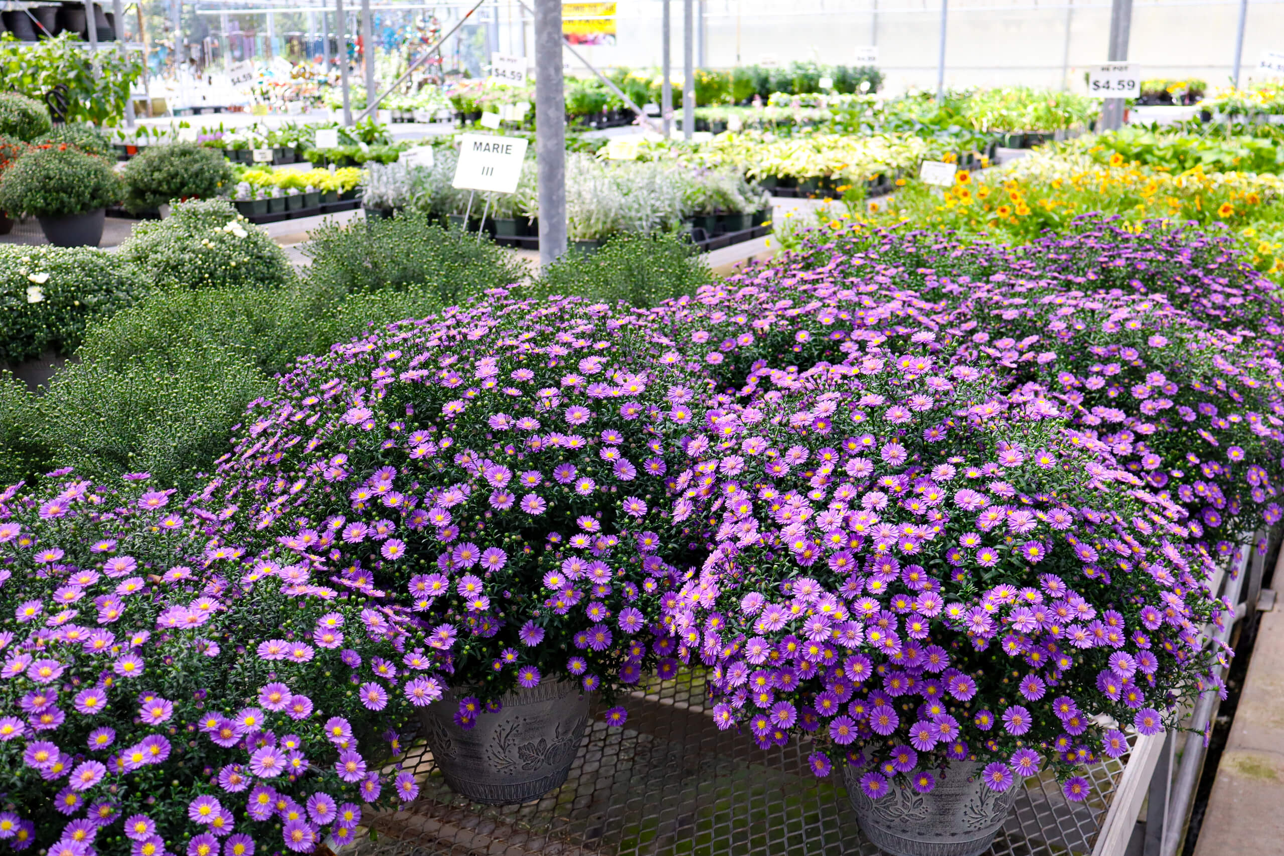 Black Creek Greenhouse in East Earl, PA