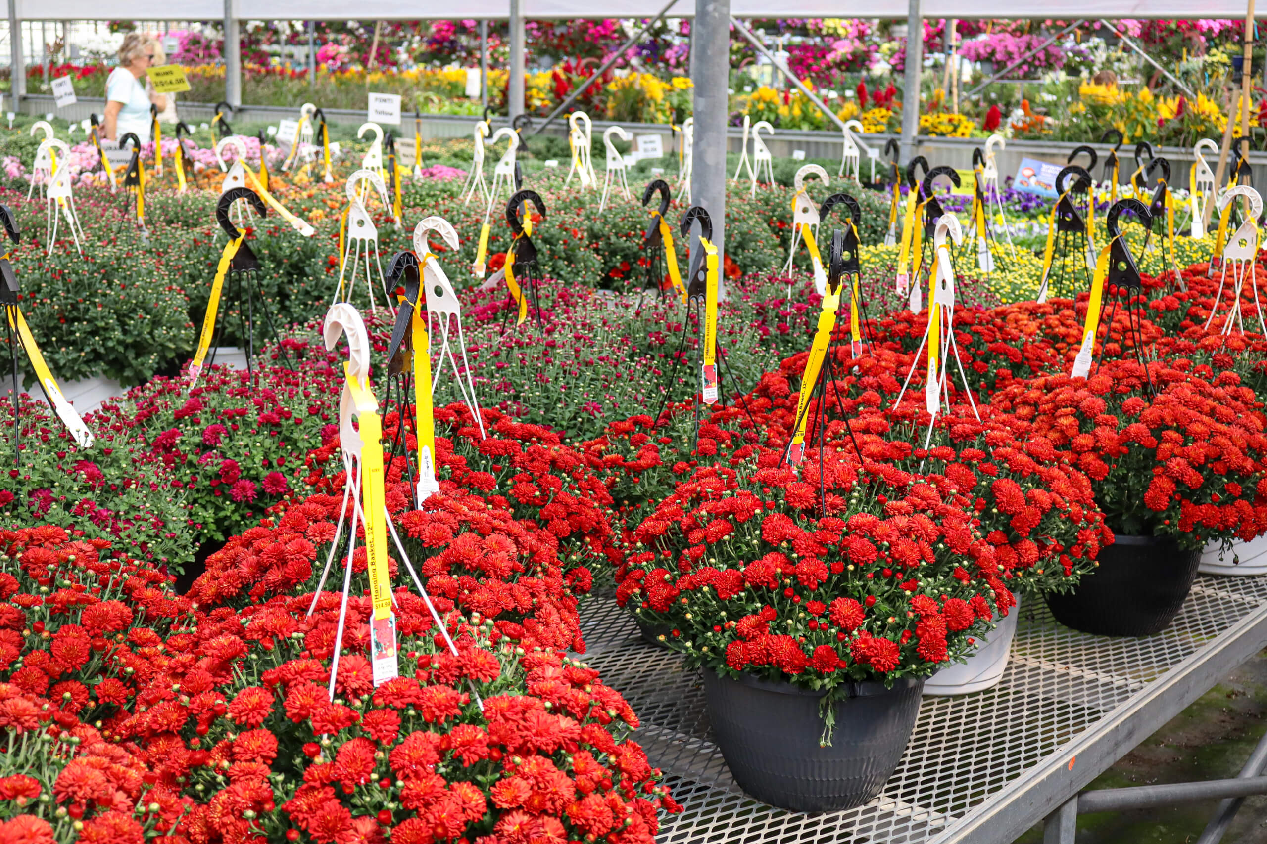 Black Creek Greenhouse in East Earl, PA (2)