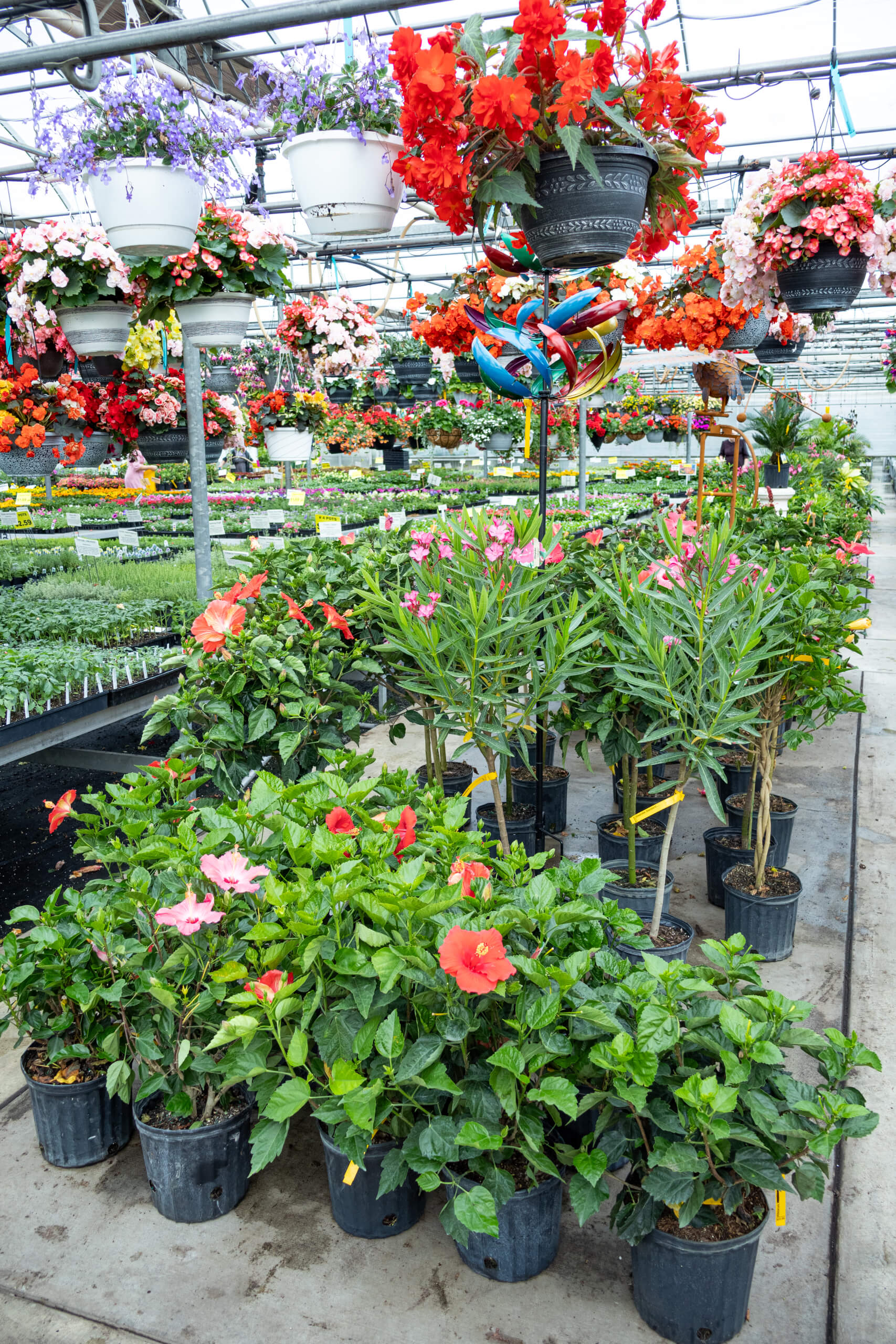 Black Creek Greenhouse in East Earl, PA (3)