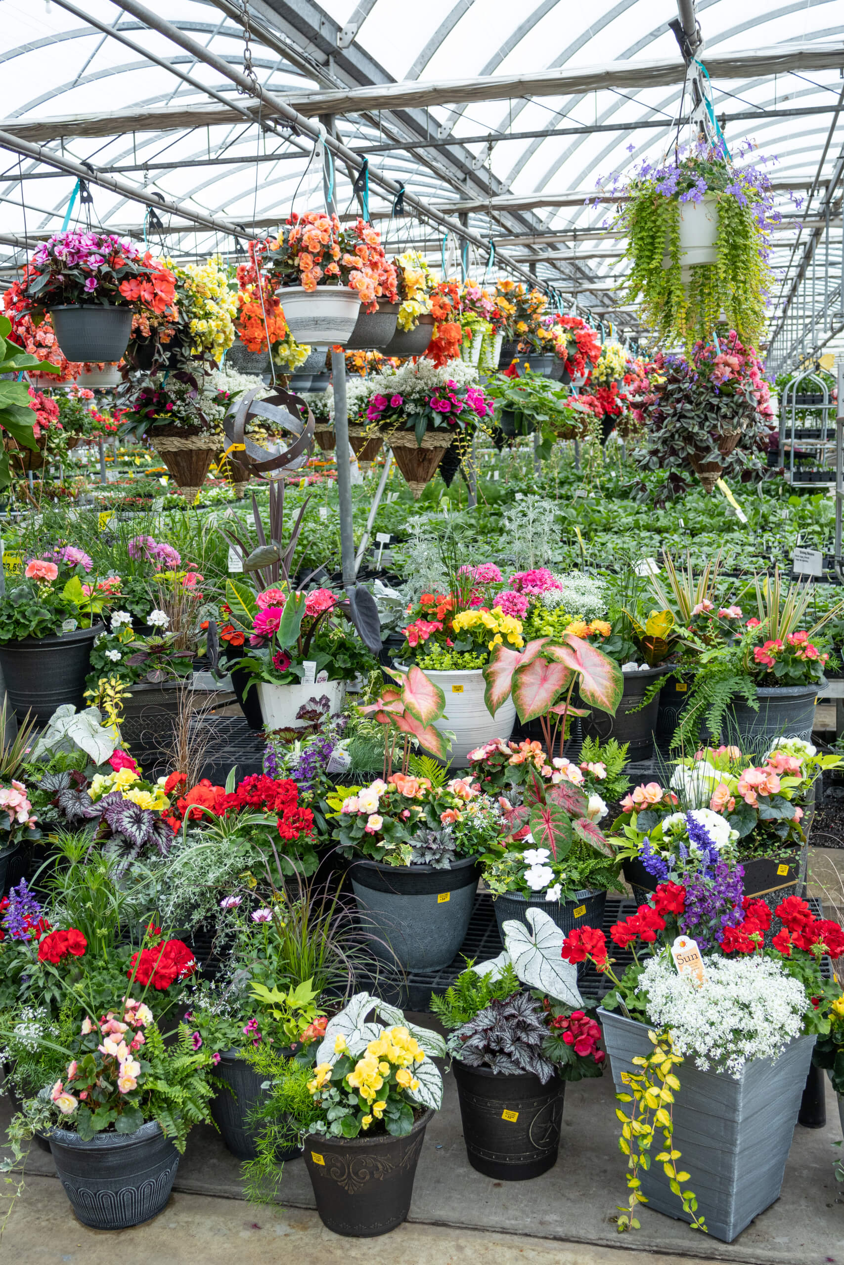 Black Creek Greenhouse in East Earl, PA (4)
