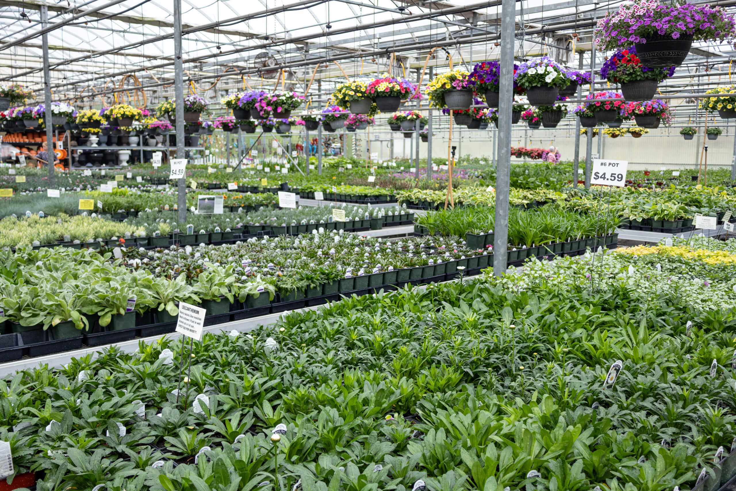 Black Creek Greenhouse in East Earl, PA (6)