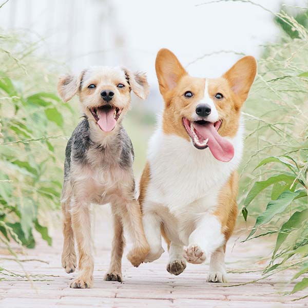 Huber's Animal Health, LLC. in Myerstown, PA (4)
