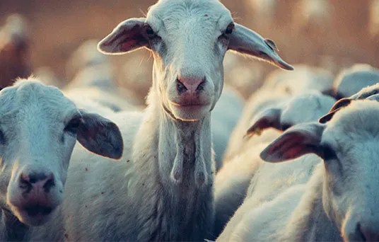Huber's Animal Health, LLC. in Myerstown, PA (5)