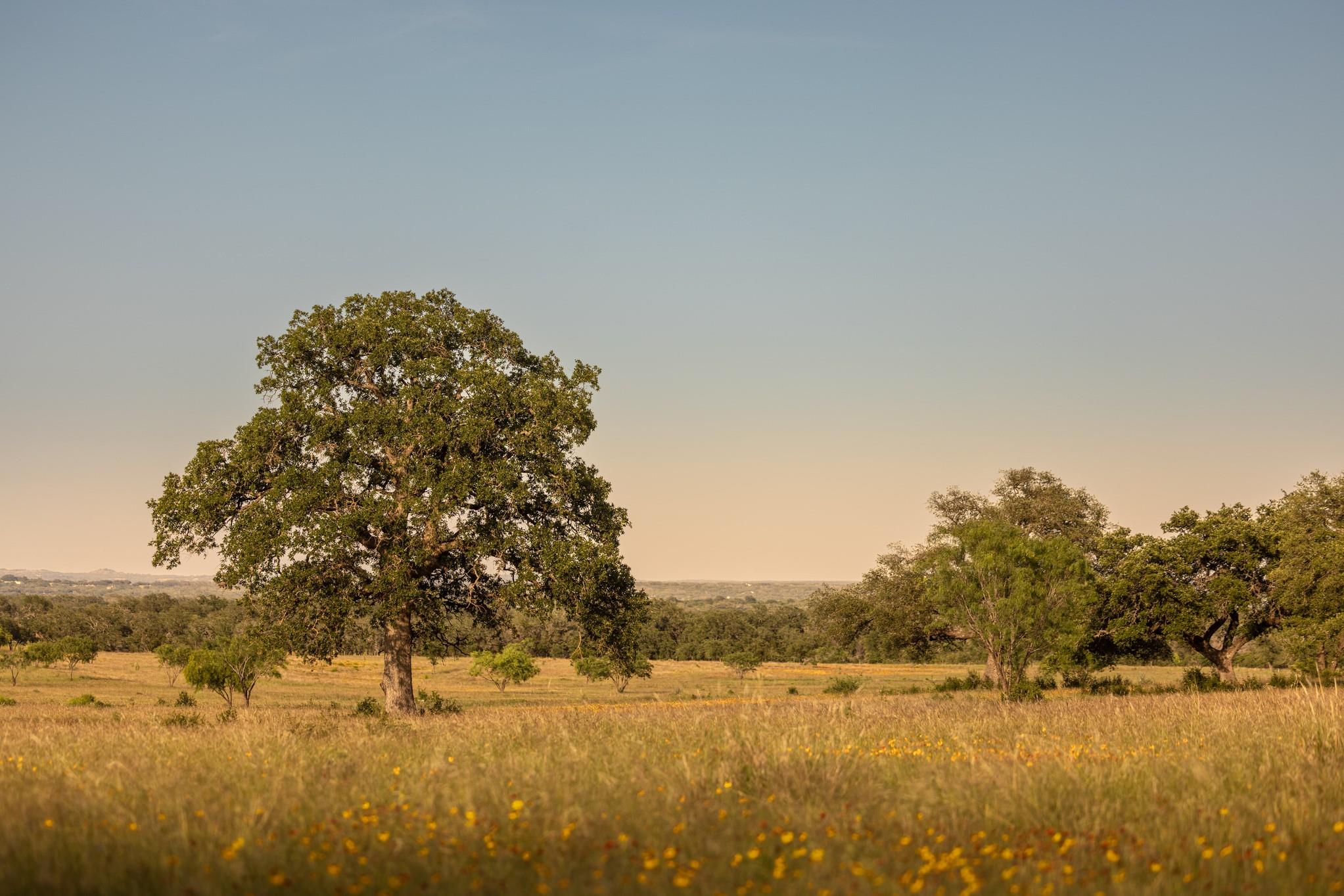 Topper Real Estate in Johnson City, TX (4)
