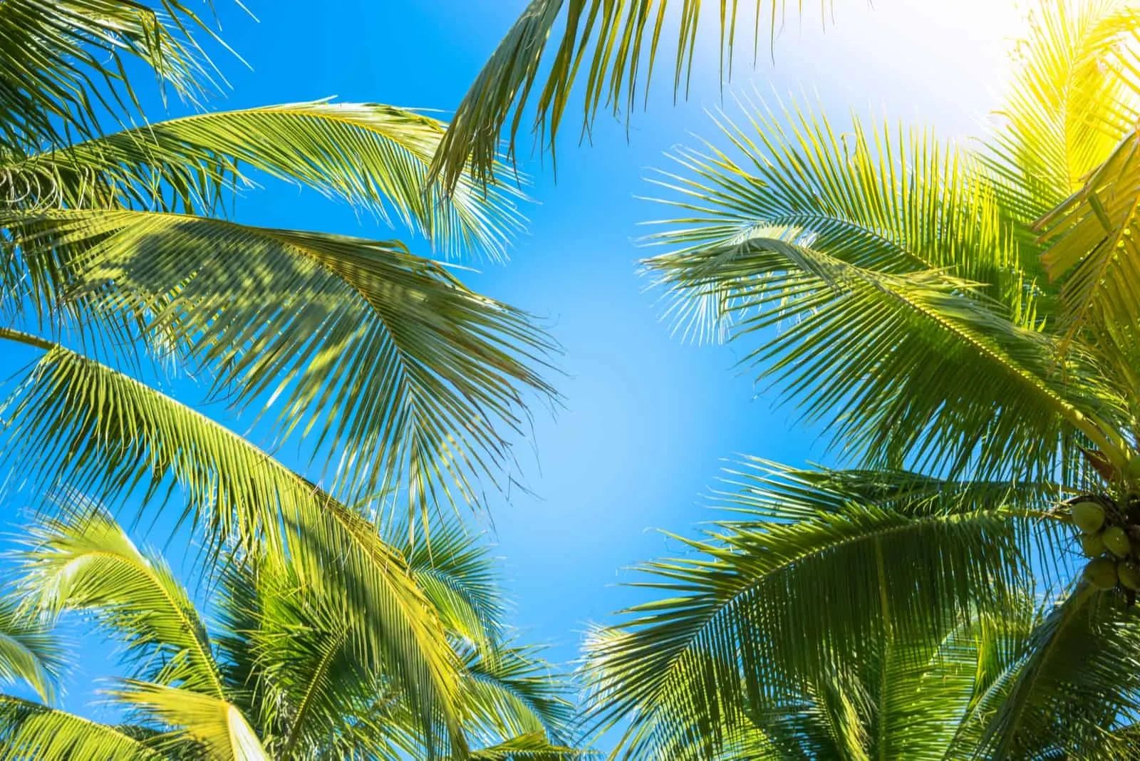 Flora Robertson, Real Estate Broker Associate in West Palm Beach, FL