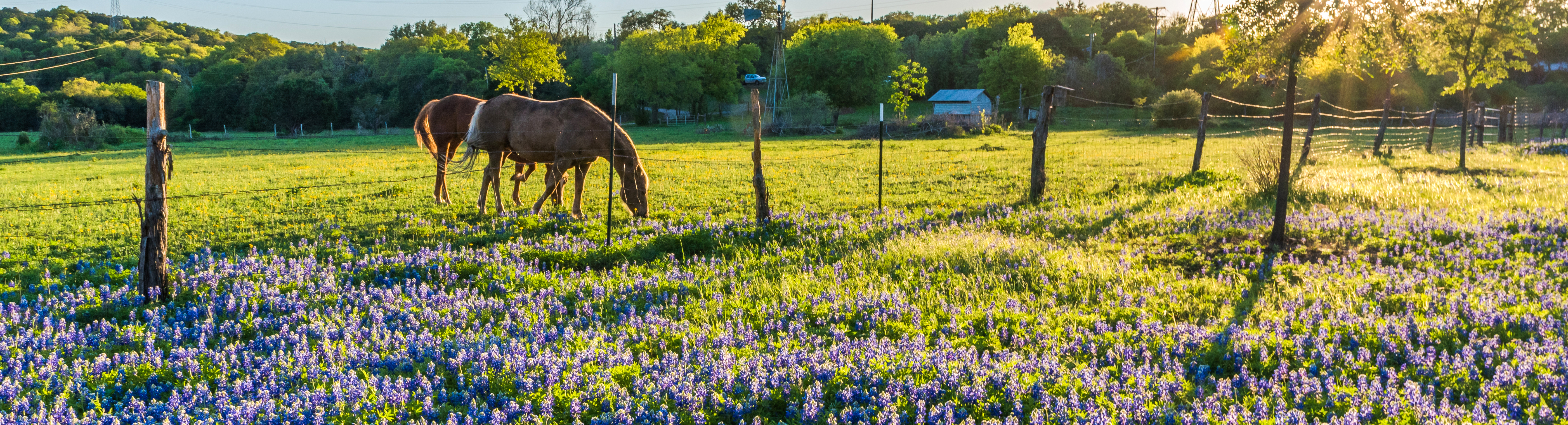 Texas Society of CPAs (TXCPA) Central Texas in Addison, TX