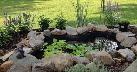 Atlantis Aquatic Gardens in Terre Haute, IN (5)