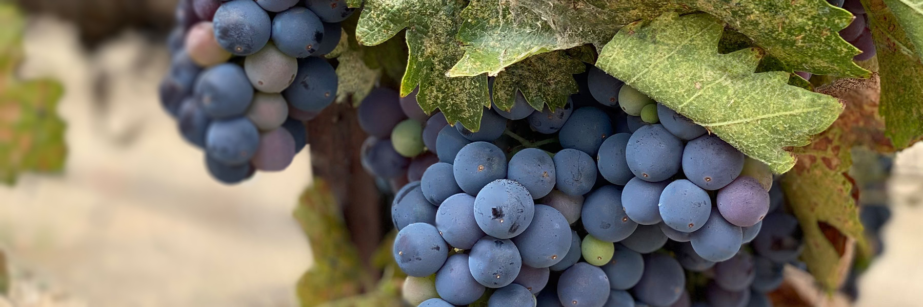Tehachapi Wine & Cattle in Tehachapi, CA (5)