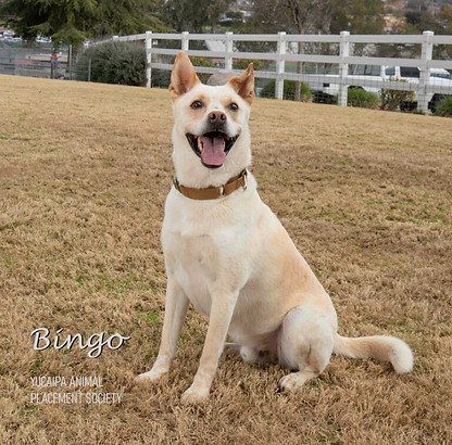 Yucaipa Valley Animal Placement Society in Yucaipa, CA