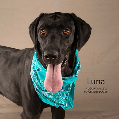 Yucaipa Valley Animal Placement Society in Yucaipa, CA (3)