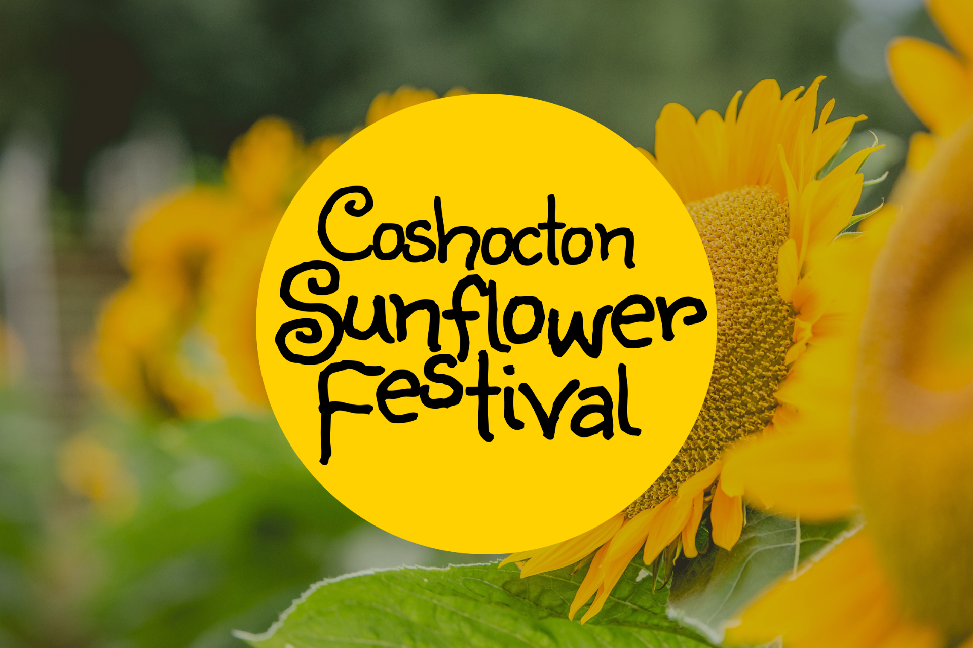Coshocton Sunflower Festival in Coshocton, OH