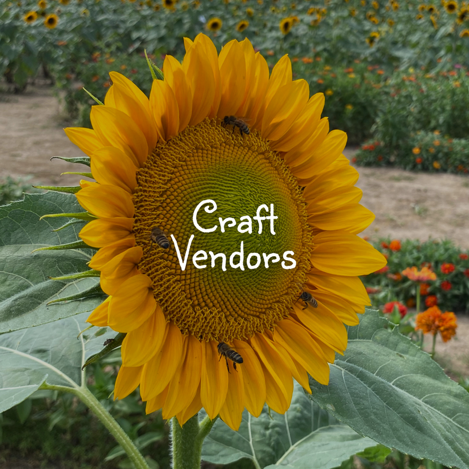 Coshocton Sunflower Festival in Coshocton, OH (2)