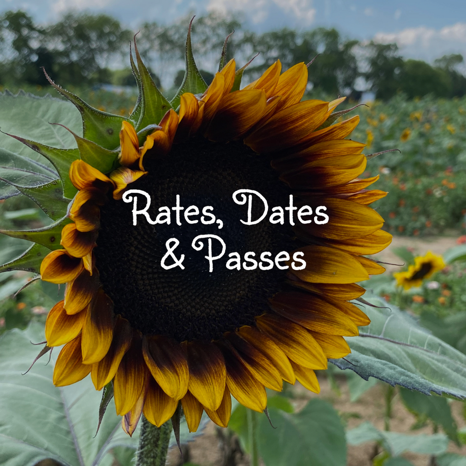 Coshocton Sunflower Festival in Coshocton, OH (3)