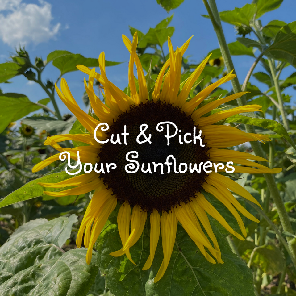 Coshocton Sunflower Festival in Coshocton, OH (4)