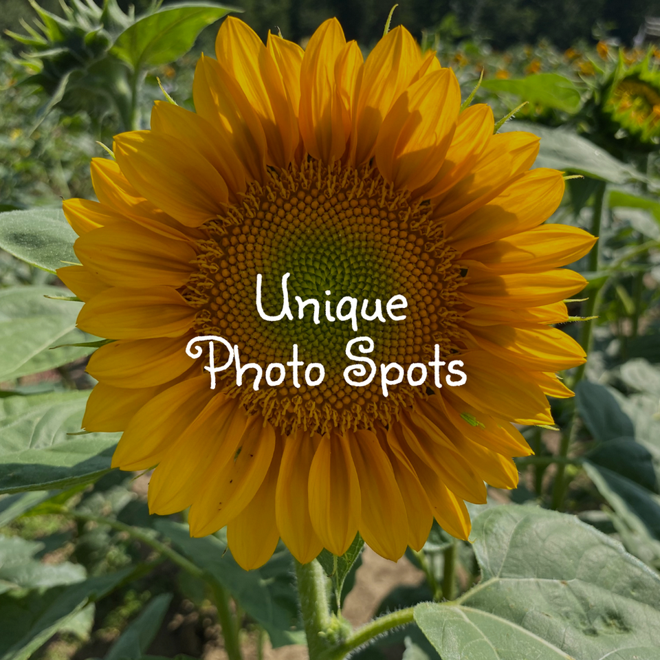 Coshocton Sunflower Festival in Coshocton, OH (5)