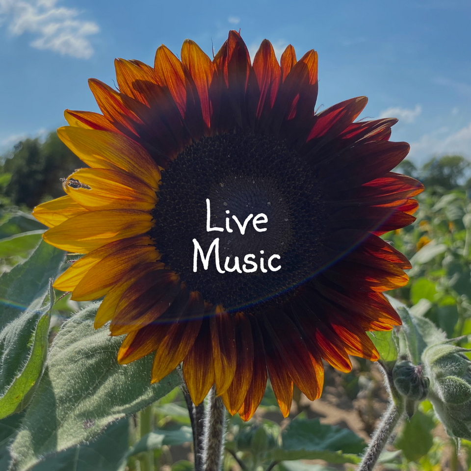 Coshocton Sunflower Festival in Coshocton, OH (6)