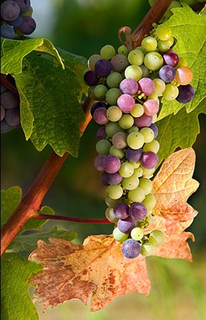 Juniper Cove Winery in Whitney, TX