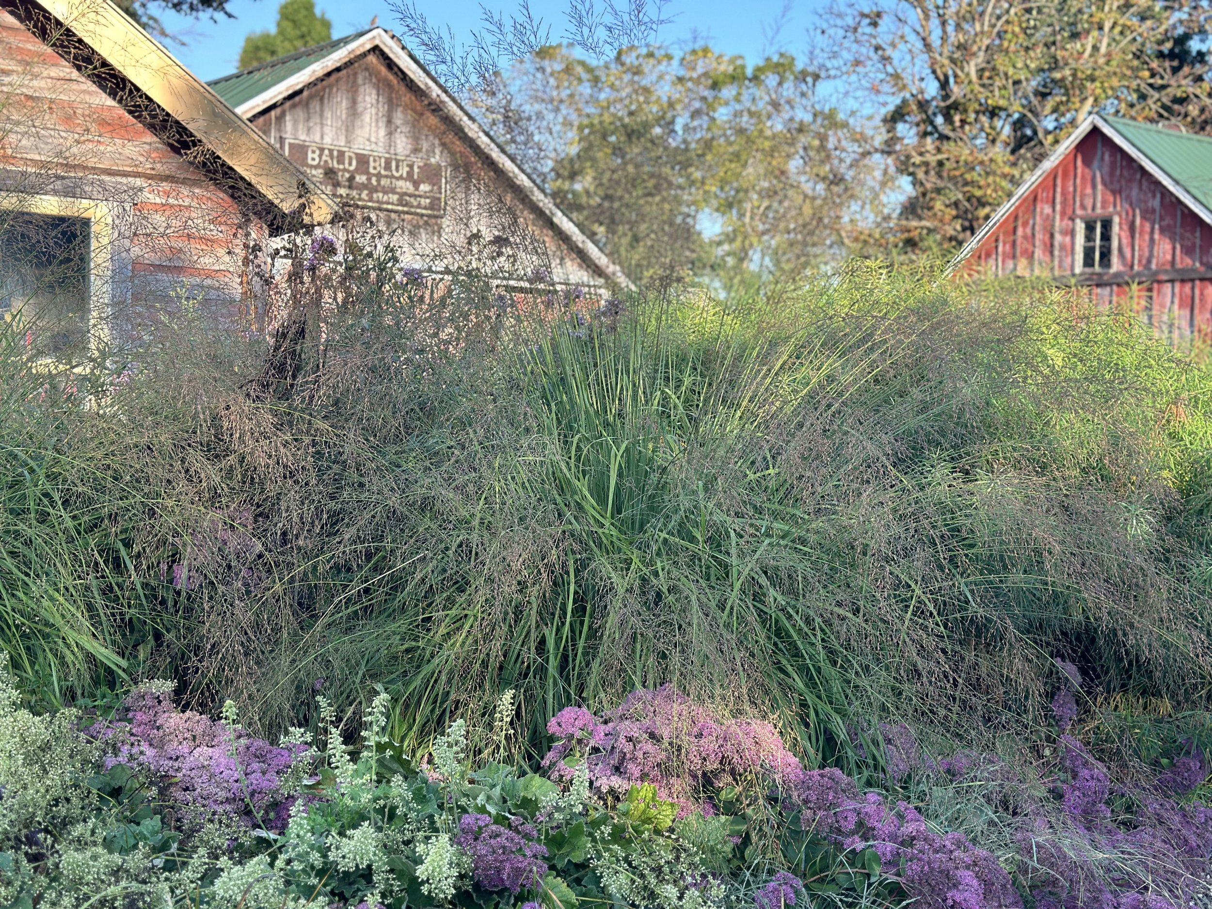 Northwind Perennial Farm in Burlington, WI (2)
