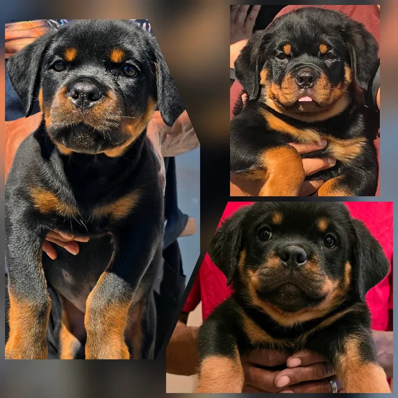 Scotty's California Rottweiler Ranch (84GotRotts) in Big Creek, CA