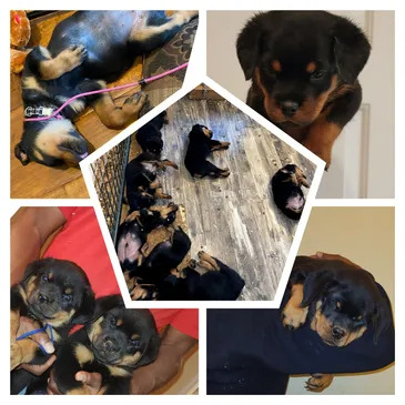 Scotty's California Rottweiler Ranch (84GotRotts) in Big Creek, CA (2)