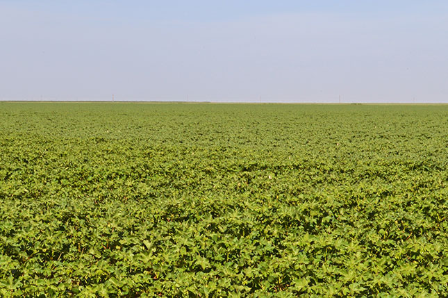 Scott Land Co in Dimmitt, TX (6)