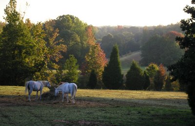 Black Horse Run in Fountain Inn, SC (3)