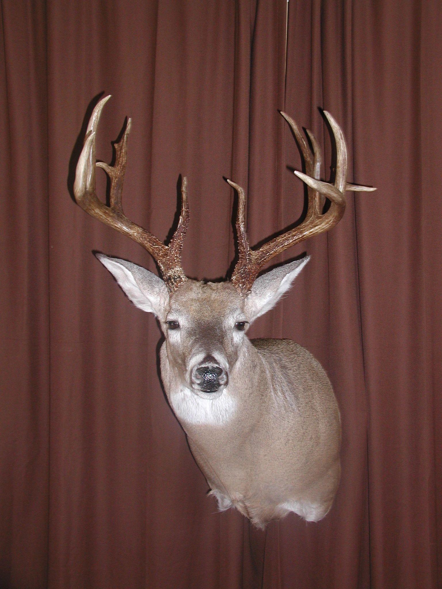 Buck's Taxidermy in Santa Fe, TX