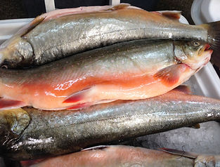 Pier 46 Seafood Co in Templeton, CA (3)