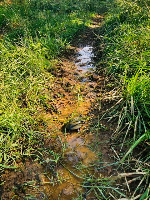 Faucher Farms, Llc. in Berryville, VA