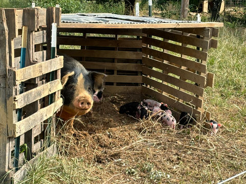 Faucher Farms, Llc. in Berryville, VA (6)