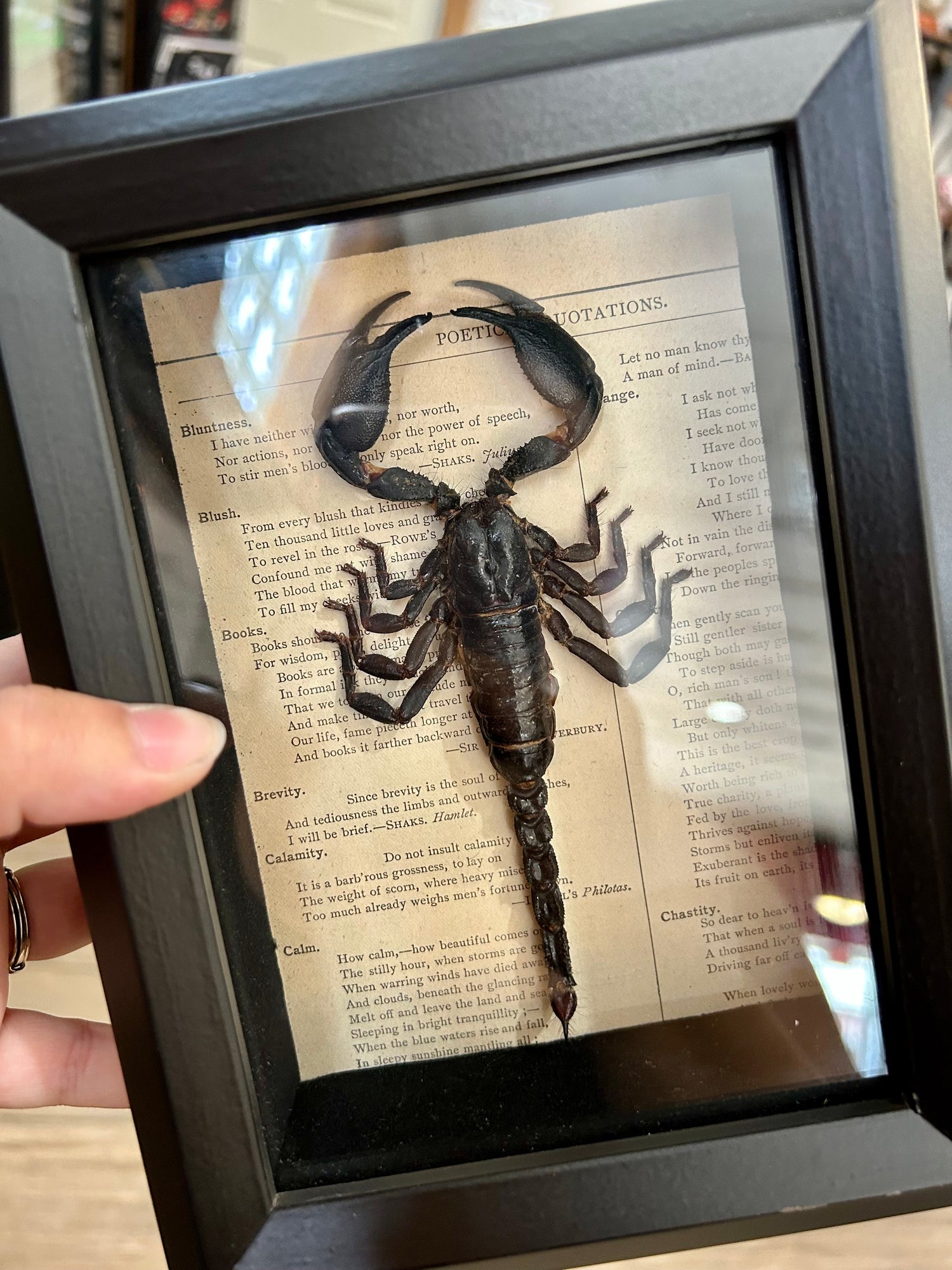 Mz. Jones’ Curio in Greensburg, PA (4)