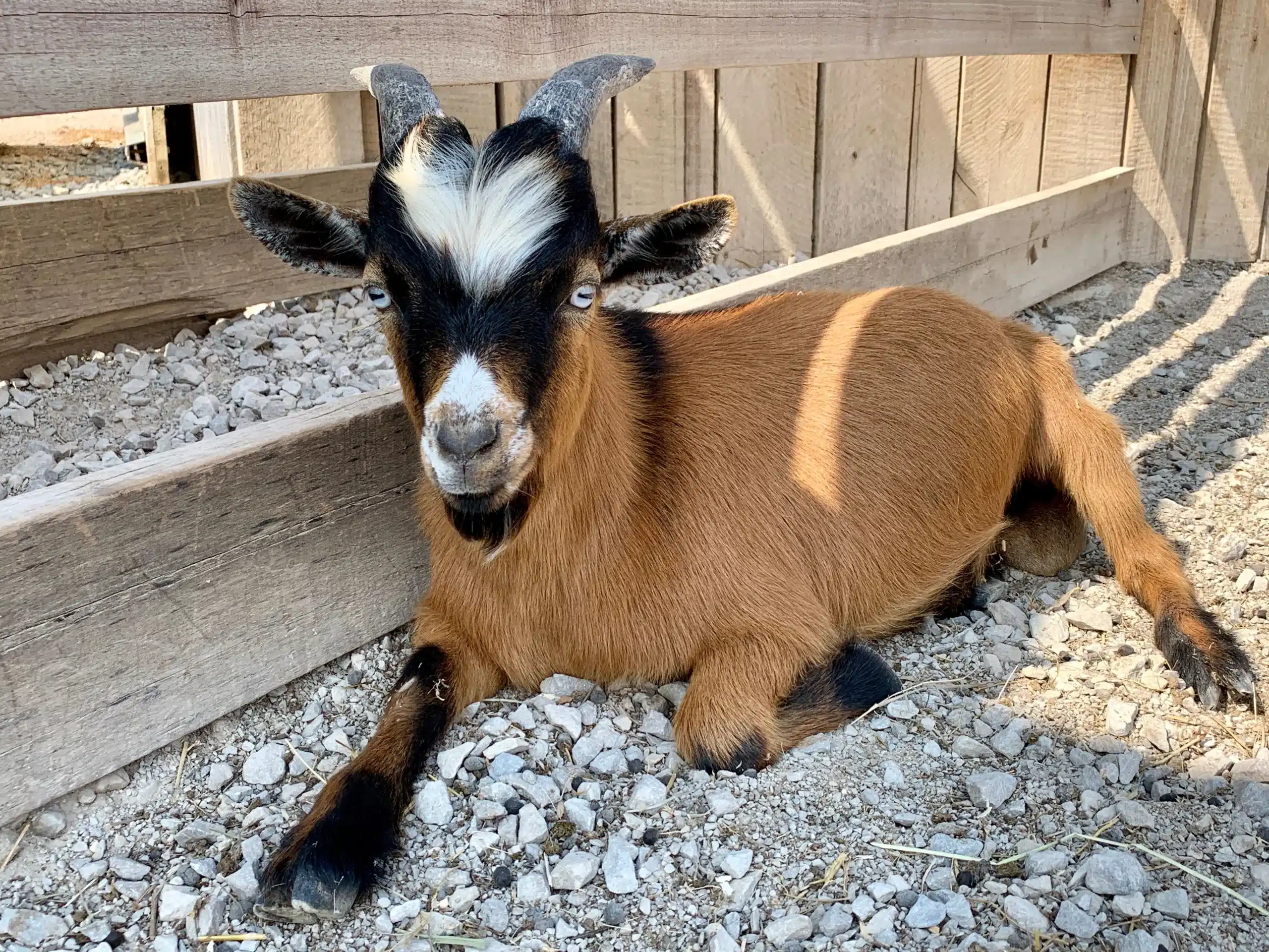 Fox's High Rock Farm in Logan, OH (4)