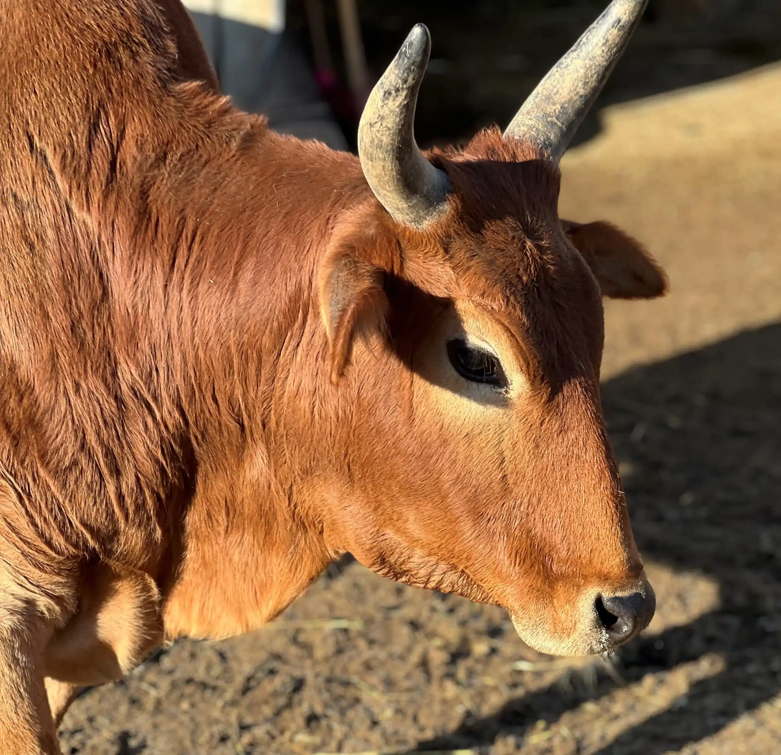 Fox's High Rock Farm in Logan, OH (5)