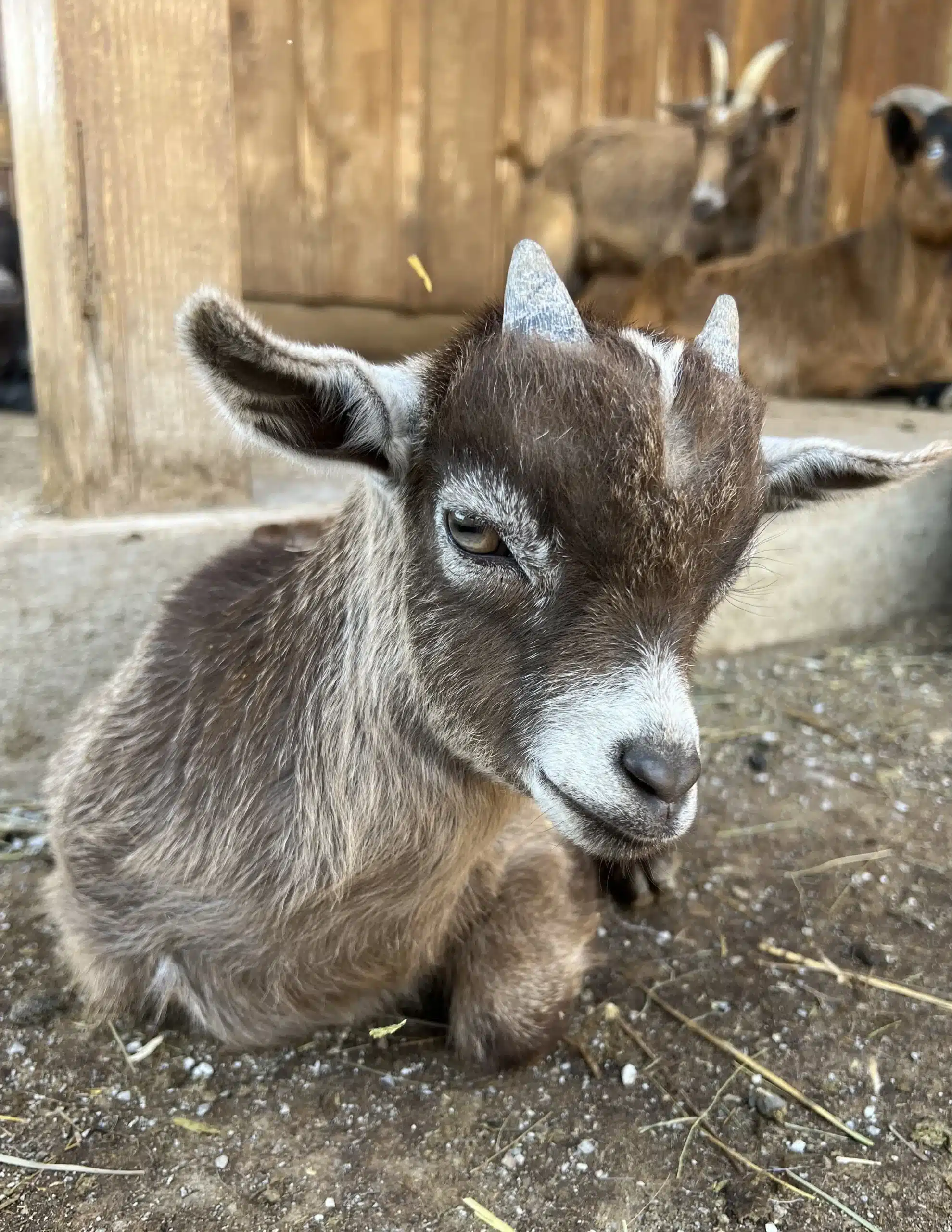 Fox's High Rock Farm in Logan, OH (6)