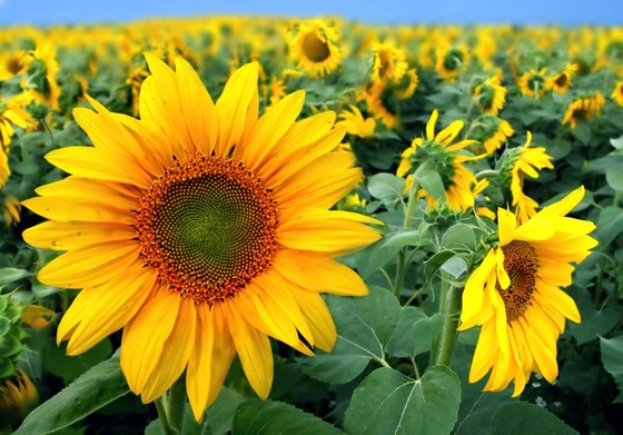 Blueberry Hill Farms, Inc. in Brownsboro, TX (2)