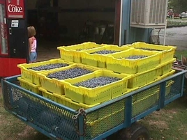 Blueberry Hill Farms, Inc. in Brownsboro, TX (5)