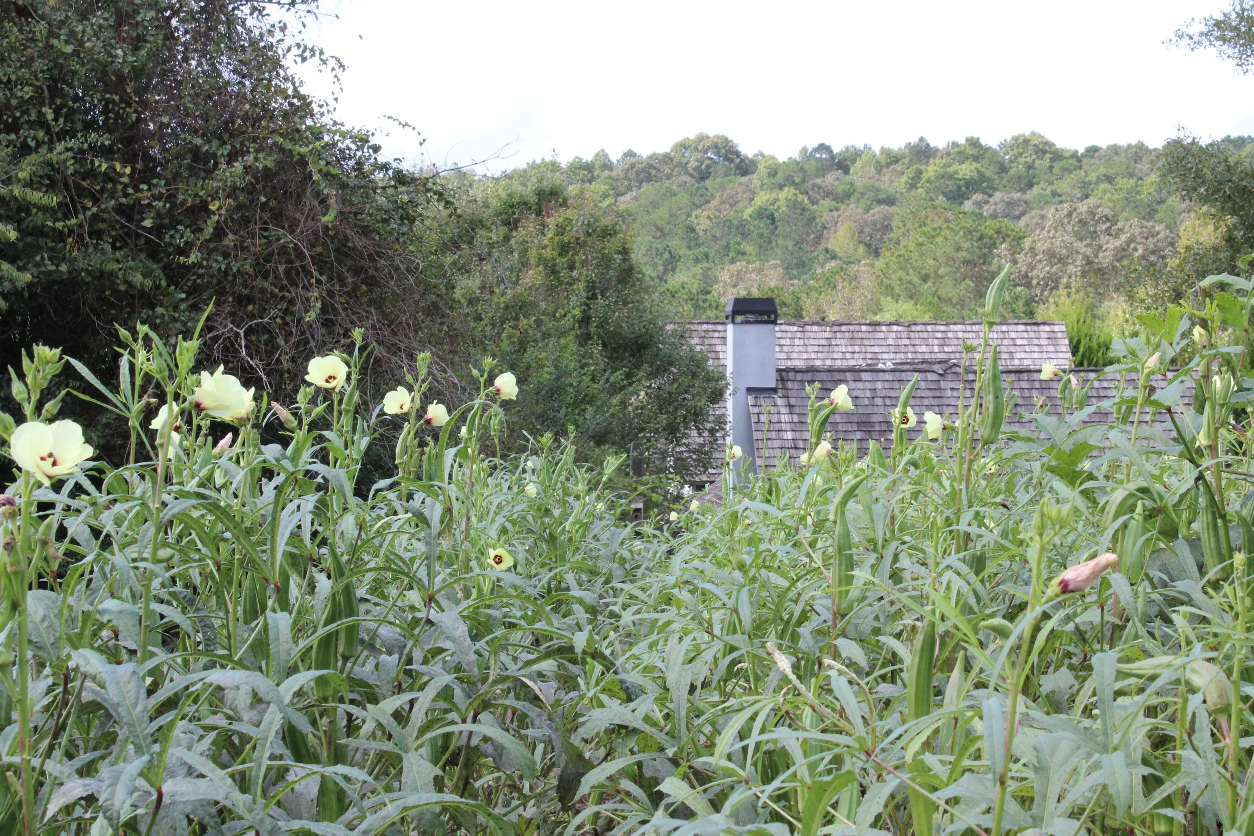 Serenbe Farms in Chattahoochee Hills, GA (5)