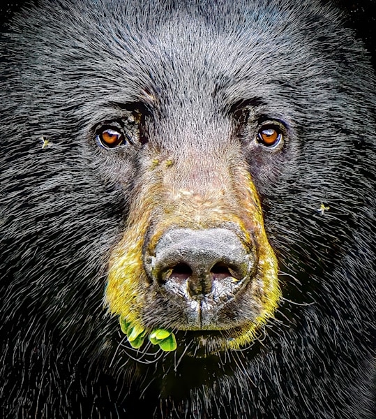 Tim Westhoven, Wildlife and Nature Photographer in Bowling Green, OH (2)