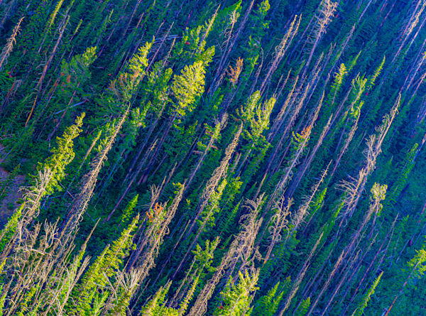 Tim Westhoven, Wildlife and Nature Photographer in Bowling Green, OH (3)