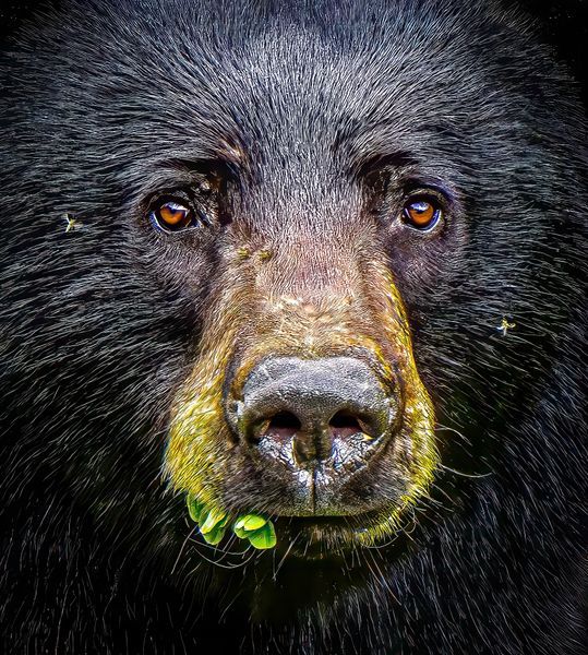 Tim Westhoven, Wildlife and Nature Photographer in Bowling Green, OH (4)