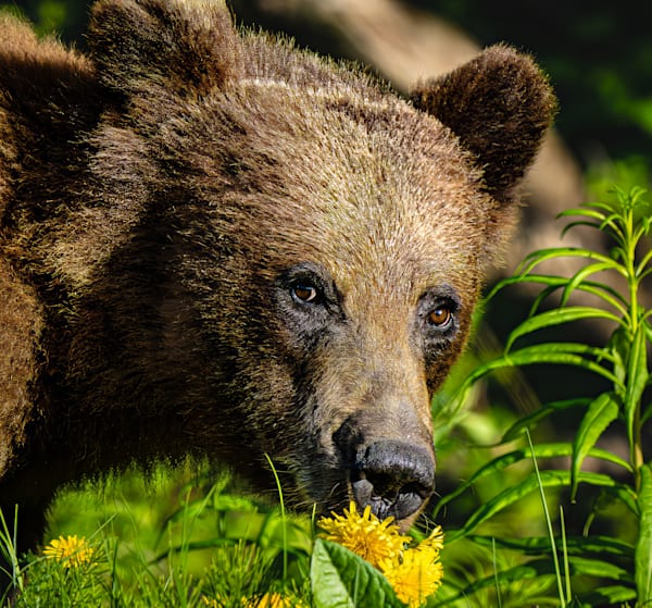 Tim Westhoven, Wildlife and Nature Photographer in Bowling Green, OH (6)
