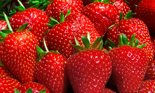Farmstead Farmers Market in Palmyra, PA