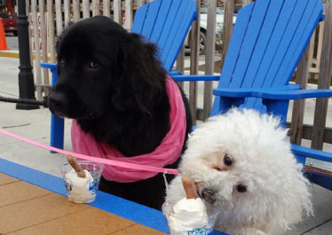 Meadows Original Frozen Custard in New Alexandria, PA (5)