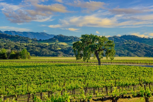Serritslev Norwine & Co CPAs, LLP in Solvang, CA