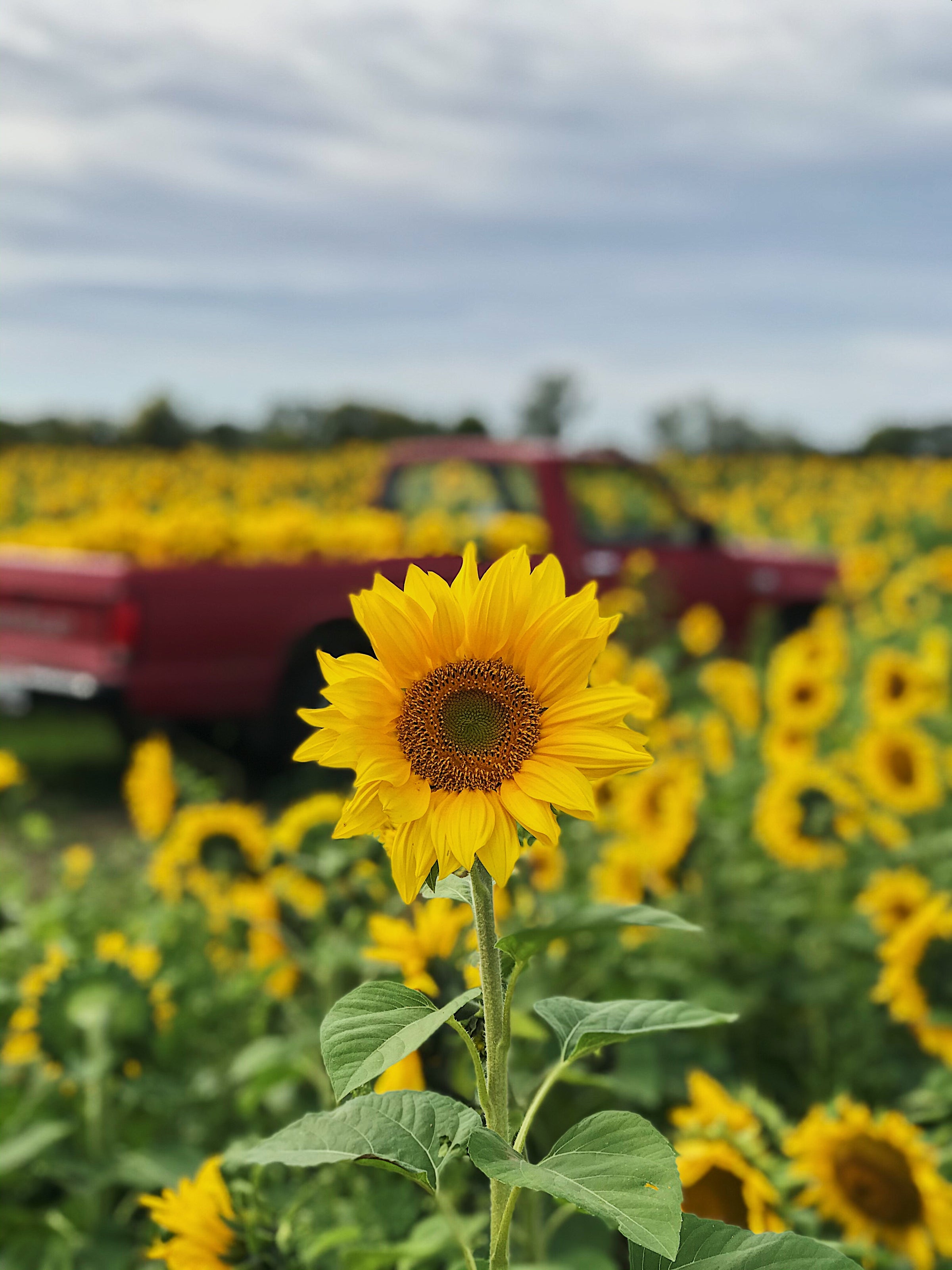 Crossway Farms in Sidney, OH